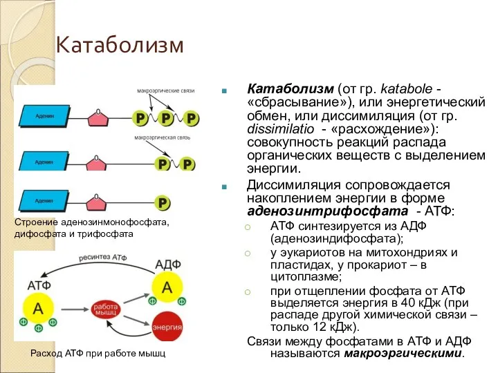 Катаболизм Строение аденозинмонофосфата, дифосфата и трифосфата Катаболизм (от гр. katabole