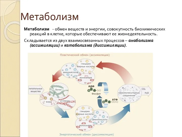 Метаболизм Метаболизм - обмен веществ и энергии, совокупность биохимических реакций