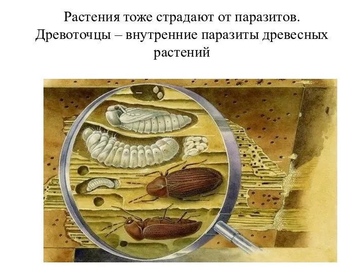 Растения тоже страдают от паразитов. Древоточцы – внутренние паразиты древесных растений