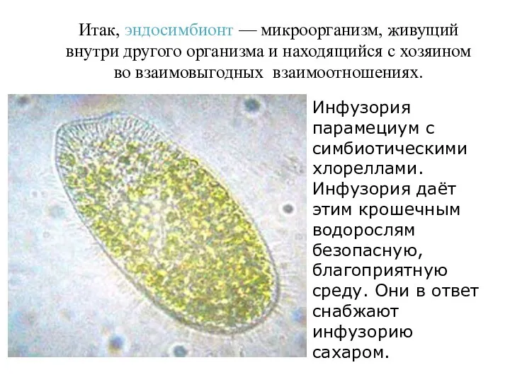 Итак, эндосимбионт — микроорганизм, живущий внутри другого организма и находящийся