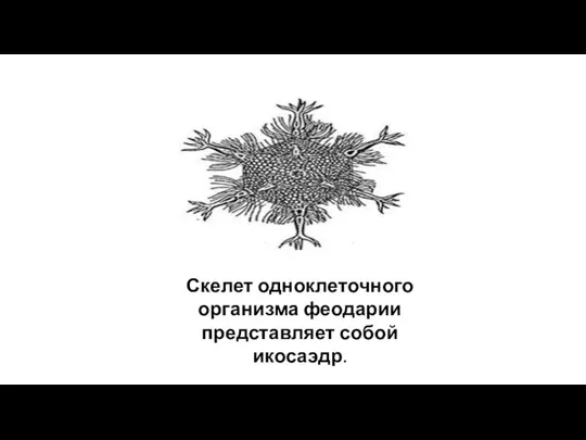 Скелет одноклеточного организма феодарии представляет собой икосаэдр.