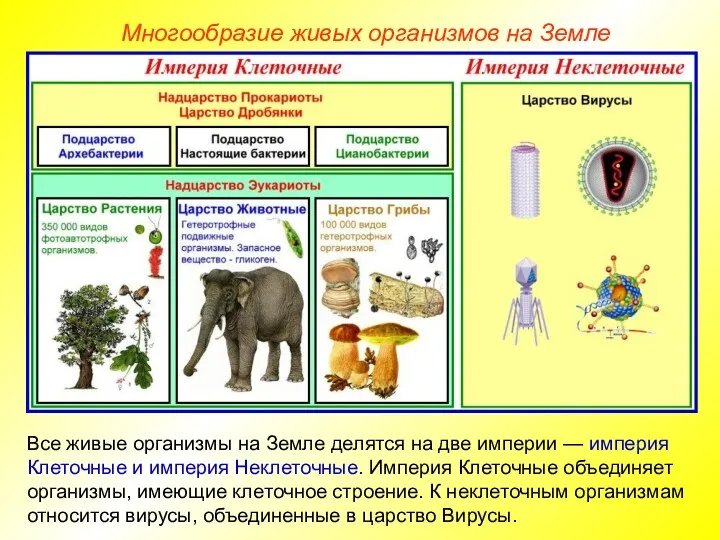 Многообразие живых организмов на Земле Все живые организмы на Земле