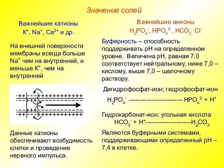 Значение солей Важнейшие анионы Н2РО4-, НРО42-, НСО3-, Сl- Важнейшие катионы