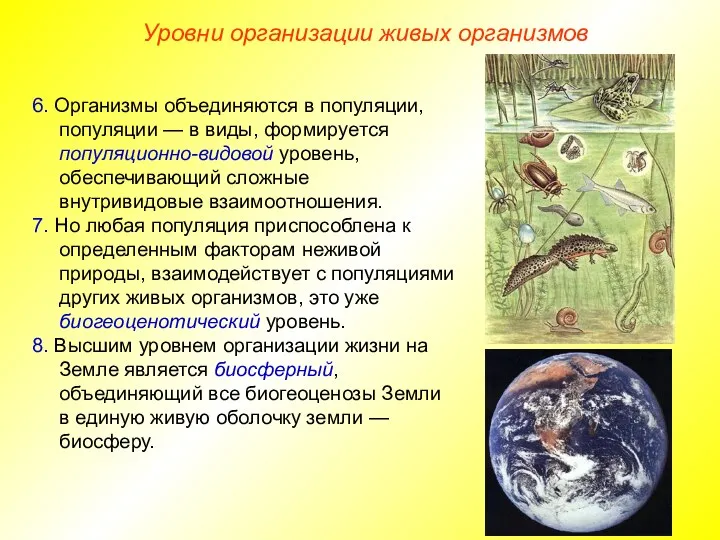 6. Организмы объединяются в популяции, популяции — в виды, формируется