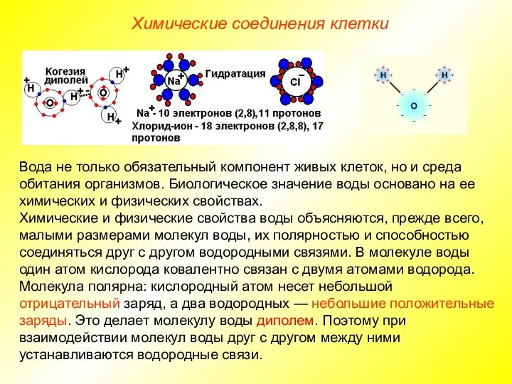 Химические соединения клетки Вода не только обязательный компонент живых клеток,