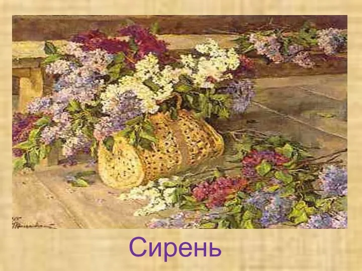 Сирень