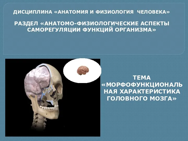 головной мозг 2