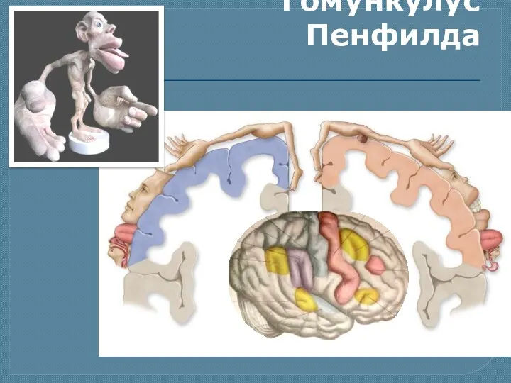 Гомункулус Пенфилда