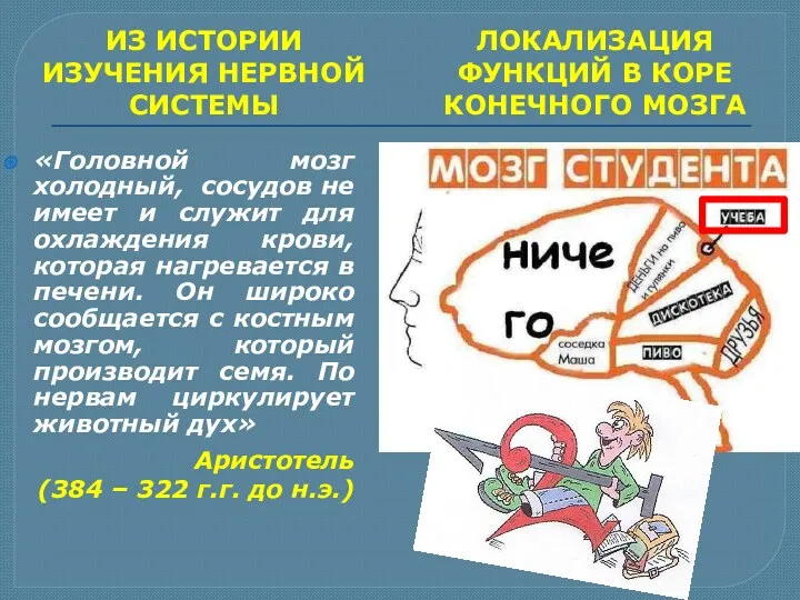 ИЗ ИСТОРИИ ИЗУЧЕНИЯ НЕРВНОЙ СИСТЕМЫ «Головной мозг холодный, сосудов не