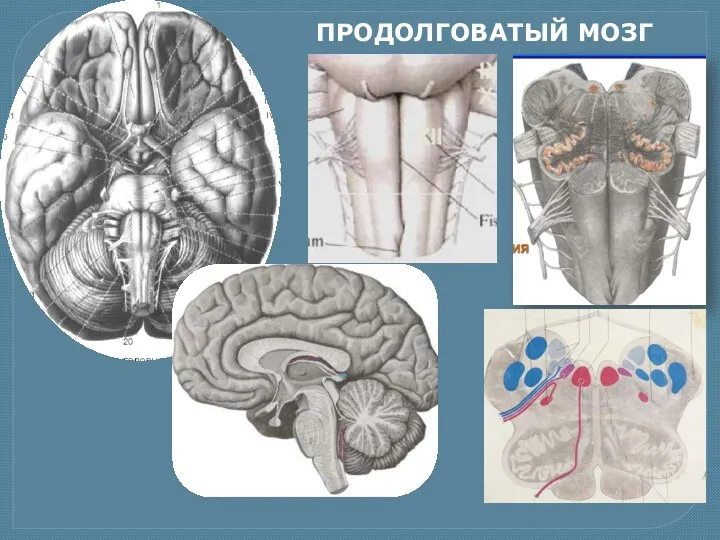 ПРОДОЛГОВАТЫЙ МОЗГ