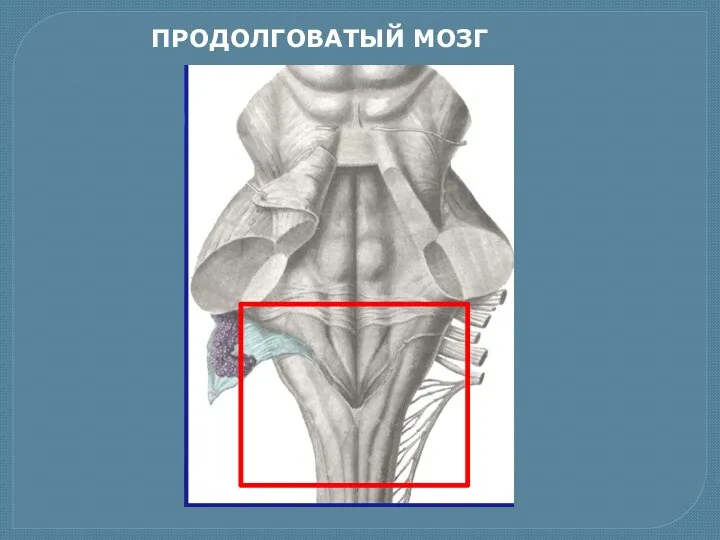 ПРОДОЛГОВАТЫЙ МОЗГ