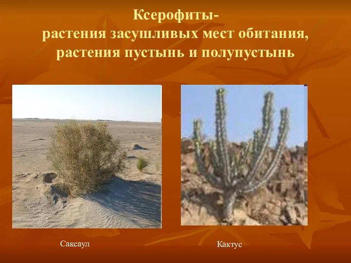 Ксерофиты- растения засушливых мест обитания, растения пустынь и полупустынь Саксаул Кактус