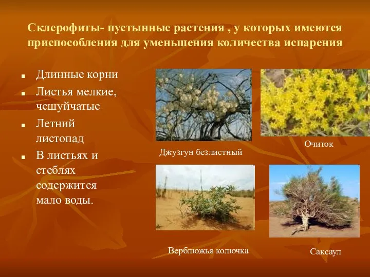 Склерофиты- пустынные растения , у которых имеются приспособления для уменьшения