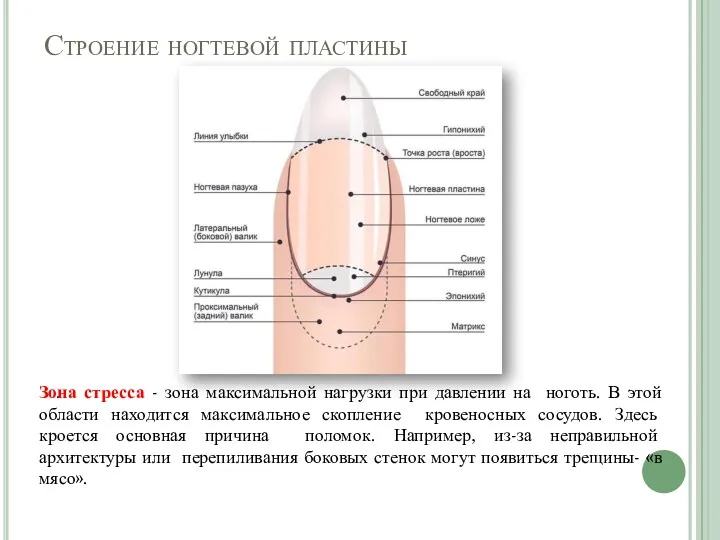 Строение ногтевой пластины . Зона стресса - зона максимальной нагрузки