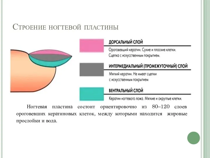 Строение ногтевой пластины Ногтевая пластина состоит ориентировочно из 80–120 слоев