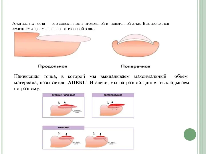Архитектура ногтя — это совокупность продольной и поперечной арки. Выстраивается