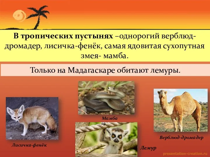 В тропических пустынях –однорогий верблюд-дромадер, лисичка-фенёк, самая ядовитая сухопутная змея-