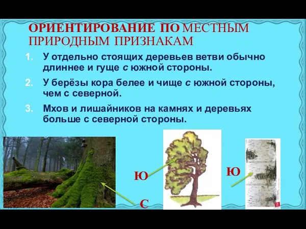 ОРИЕНТИРОВАНИЕ ПО МЕСТНЫМ ПРИРОДНЫМ ПРИЗНАКАМ У отдельно стоящих деревьев ветви обычно длиннее и