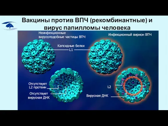 Вакцины против ВПЧ (рекомбинантные) и вирус папилломы человека