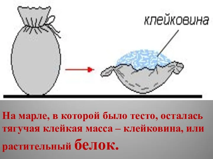 На марле, в которой было тесто, осталась тягучая клейкая масса – клейковина, или растительный белок.