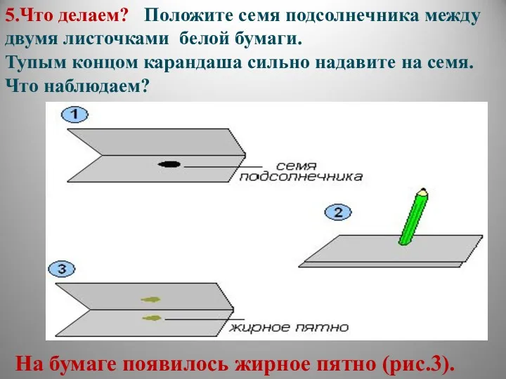 5.Что делаем? Положите семя подсолнечника между двумя листочками белой бумаги.