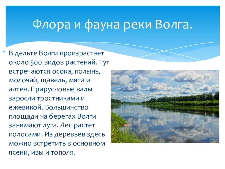 В дельте Волги произрастает около 500 видов растений. Тут встречаются