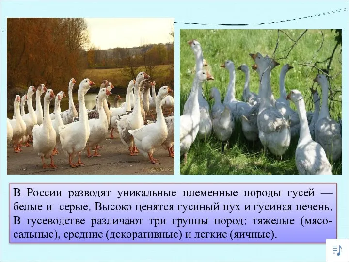 В России разводят уникальные племенные породы гусей — белые и