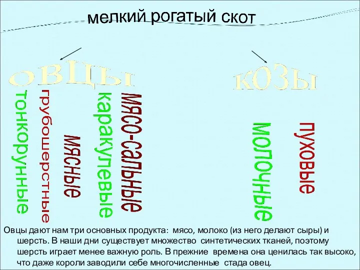 Овцы дают нам три основных продукта: мясо, молоко (из него