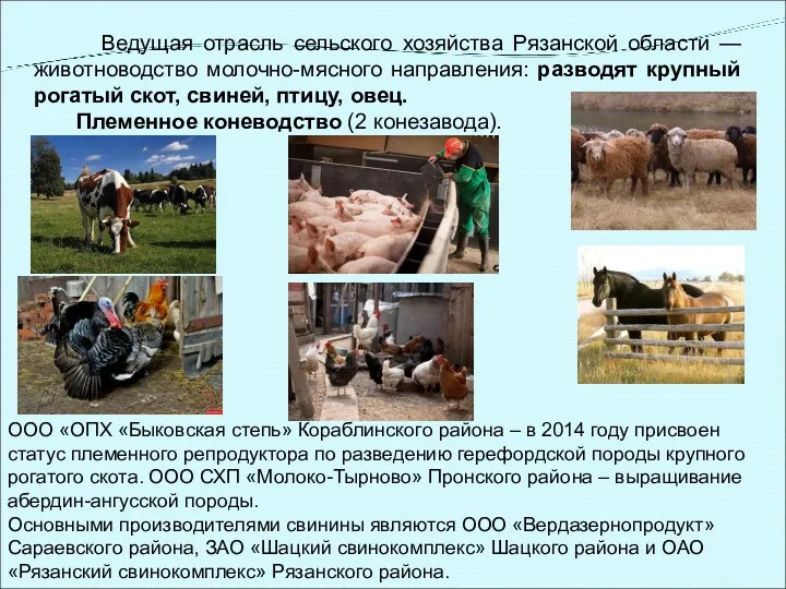 Ведущая отрасль сельского хозяйства Рязанской области — животноводство молочно-мясного направления: