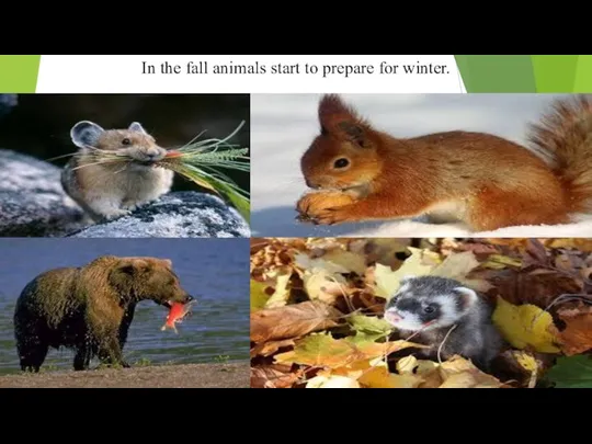 In the fall animals start to prepare for winter.