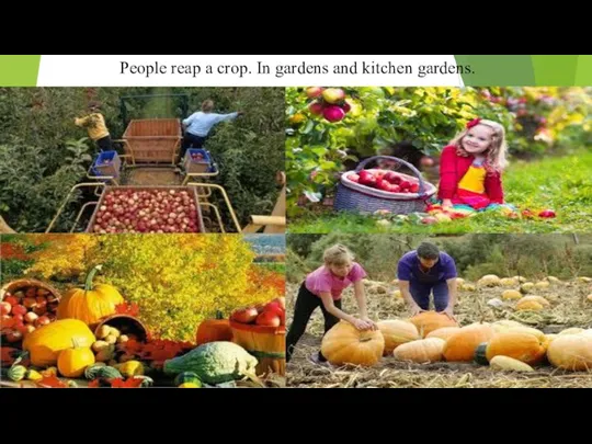 People reap a crop. In gardens and kitchen gardens.