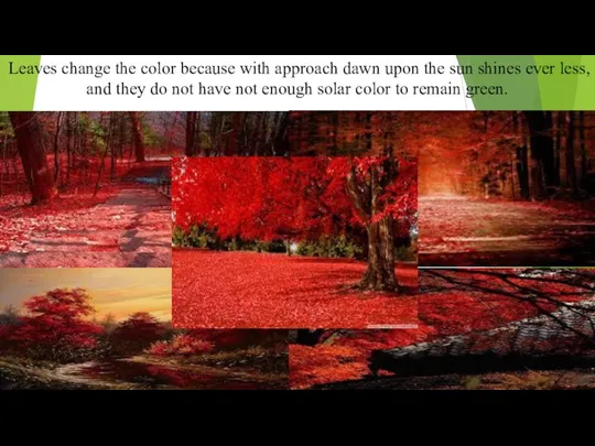 Leaves change the color because with approach dawn upon the