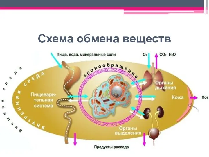 Схема обмена веществ