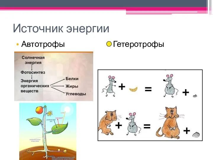 Источник энергии Автотрофы Гетеротрофы