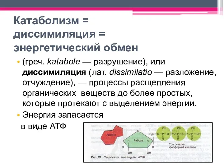 Катаболизм = диссимиляция = энергетический обмен (греч. katabole — разрушение),