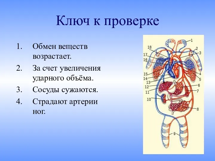 Ключ к проверке Обмен веществ возрастает. За счет увеличения ударного объёма. Сосуды сужаются. Страдают артерии ног.