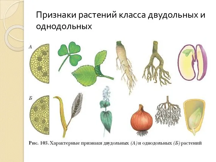 Признаки растений класса двудольных и однодольных