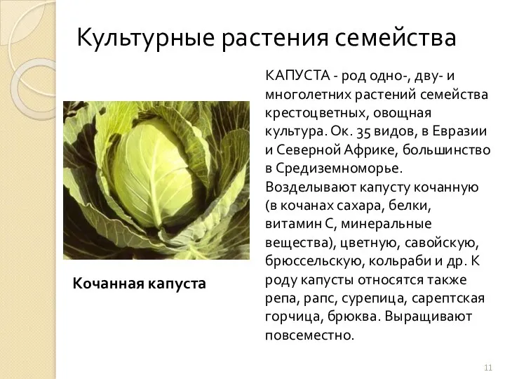 Культурные растения семейства КАПУСТА - род одно-, дву- и многолетних