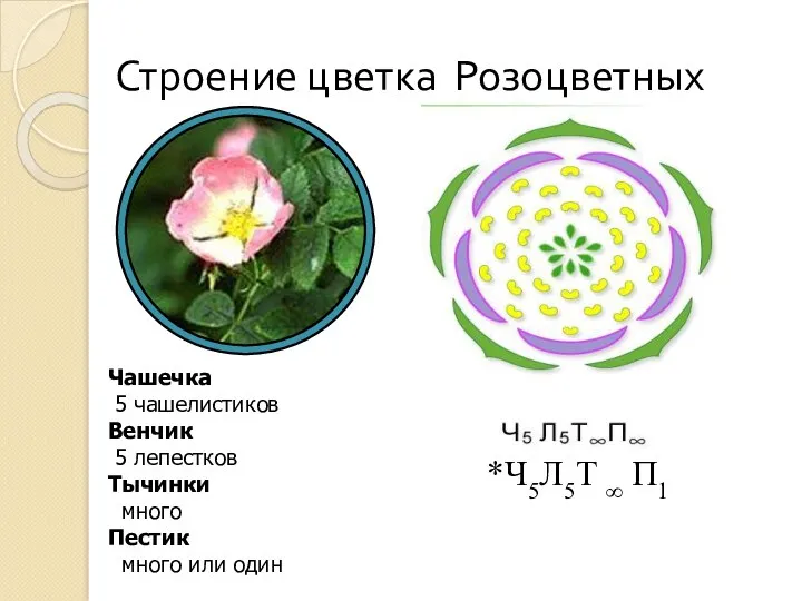 Строение цветка Розоцветных Чашечка 5 чашелистиков Венчик 5 лепестков Тычинки