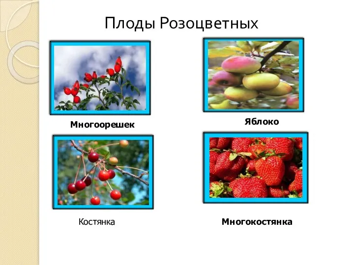 Плоды Розоцветных Многоорешек Костянка Яблоко Многокостянка