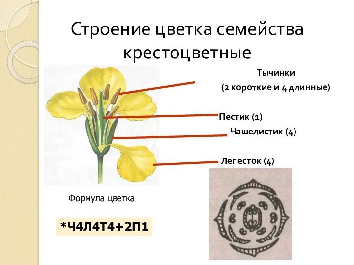 Строение цветка семейства крестоцветные Тычинки (2 короткие и 4 длинные)