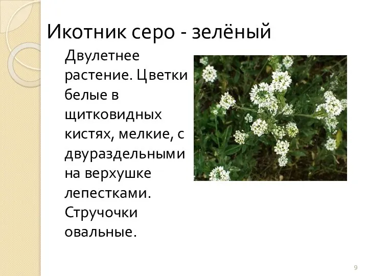 Икотник серо - зелёный Двулетнее растение. Цветки белые в щитковидных