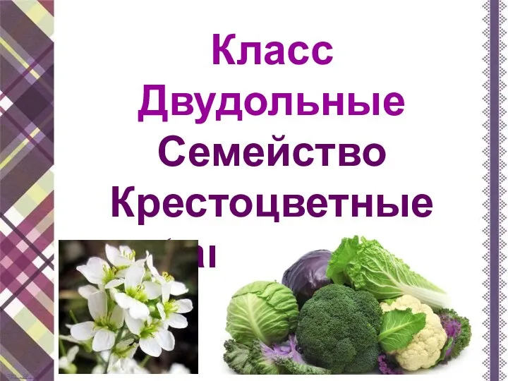 Класс Двудольные Семейство Крестоцветные (капустные)