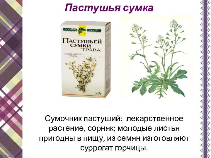 Пастушья сумка Сумочник пастуший: лекарственное растение, сорняк; молодые листья пригодны