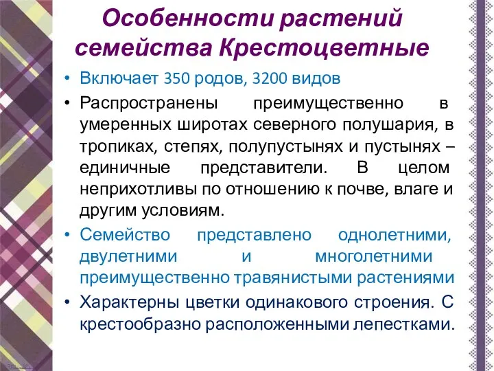 Особенности растений семейства Крестоцветные Включает 350 родов, 3200 видов Распространены