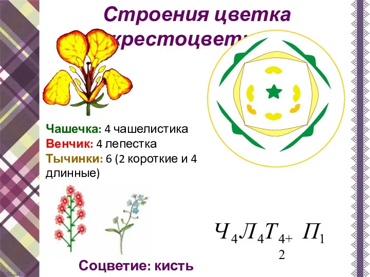 Строения цветка крестоцветных Чашечка: 4 чашелистика Венчик: 4 лепестка Тычинки: