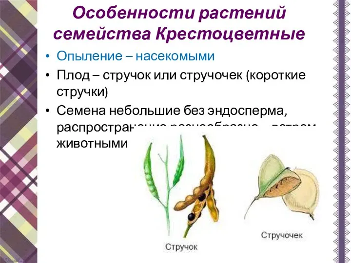 Особенности растений семейства Крестоцветные Опыление – насекомыми Плод – стручок