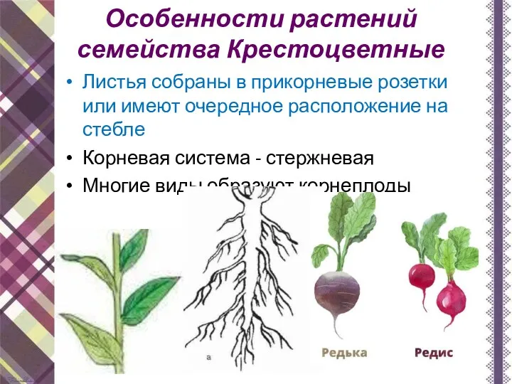 Особенности растений семейства Крестоцветные Листья собраны в прикорневые розетки или