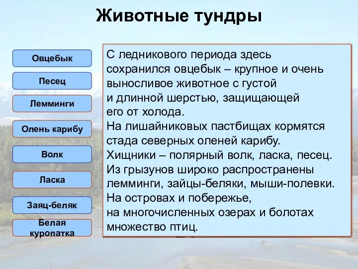 Животные тундры Овцебык Лемминги Песец Олень карибу Волк Ласка Заяц-беляк