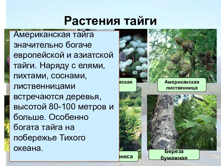 Растения тайги Черная ель Белая ель Сосна Банкса Американская лиственница